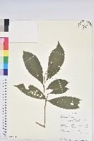 登錄號:S100612藏品圖，第1張