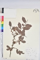 登錄號:S100614藏品圖，第1張