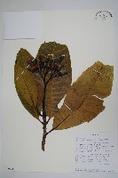 登錄號:S100625藏品圖，第1張