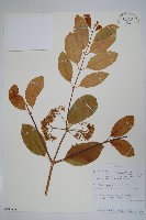 登錄號:S100626藏品圖，第1張