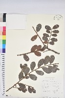 登錄號:S100627藏品圖，第1張