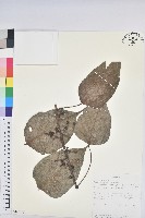 登錄號:S100630藏品圖，第1張