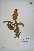 館號:S100633藏品圖，第1張