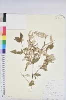 登錄號:S100635藏品圖，第1張