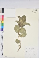 登錄號:S100636藏品圖，第1張