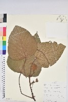 登錄號:S100637藏品圖，第1張