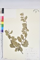 登錄號:S100638藏品圖，第1張
