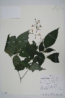 登錄號:S100639藏品圖，第1張