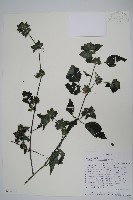 登錄號:S100640藏品圖，第1張