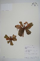 登錄號:S100644藏品圖，第1張