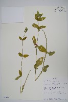 登錄號:S100656藏品圖，第1張