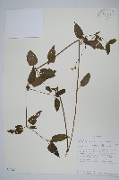 赤道櫻草藏品圖，第1張