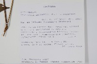 赤道櫻草藏品圖，第2張