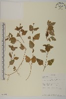 登錄號:S100660藏品圖，第1張