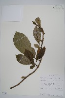 登錄號:S100666藏品圖，第1張