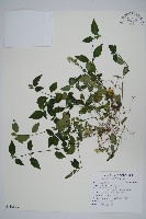 登錄號:S100673藏品圖，第1張