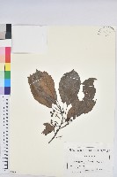 登錄號:S100675藏品圖，第1張