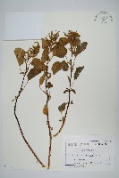 野莧菜藏品圖，第1張