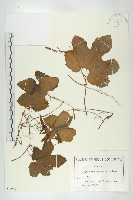 登錄號:S100686藏品圖，第1張