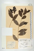 登錄號:S100690藏品圖，第1張