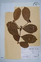 登錄號:S100692藏品圖，第1張