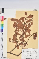 登錄號:S100697藏品圖，第1張
