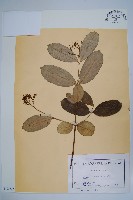 登錄號:S100707藏品圖，第1張