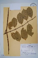 登錄號:S100708藏品圖，第1張