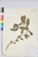 登錄號:S100709藏品圖，第1張