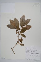 登錄號:S100715藏品圖，第1張