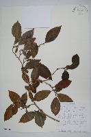 登錄號:S100716藏品圖，第1張