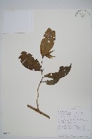 登錄號:S100717藏品圖，第1張