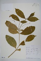 登錄號:S100719藏品圖，第1張