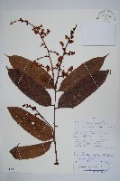 登錄號:S100724藏品圖，第1張