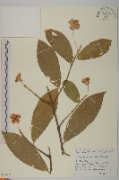 登錄號:S100728藏品圖，第1張