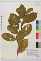 登錄號:S100729藏品圖，第1張