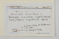 細葉山艾藏品圖，第2張