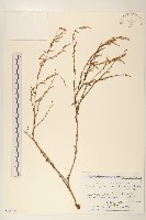 登錄號:S100734藏品圖，第1張
