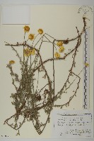 春黃菊藏品圖，第1張