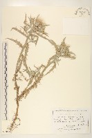 登錄號:S100742藏品圖，第1張