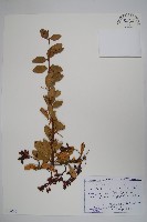 登錄號:S100747藏品圖，第1張