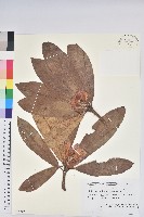 登錄號:S100750藏品圖，第1張