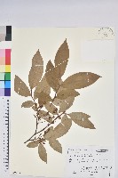登錄號:S100752藏品圖，第1張