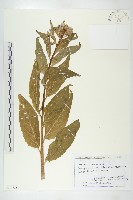 登錄號:S100753藏品圖，第1張