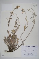 登錄號:S100762藏品圖，第1張