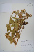 登錄號:S100765藏品圖，第1張