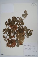 瘤子草藏品圖，第1張