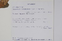 瘤子草藏品圖，第2張