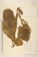 登錄號:S100774藏品圖，第1張