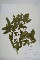 登錄號:S100777藏品圖，第1張